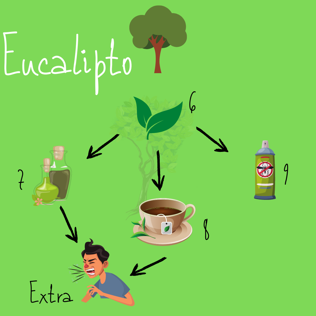 eucalipto
