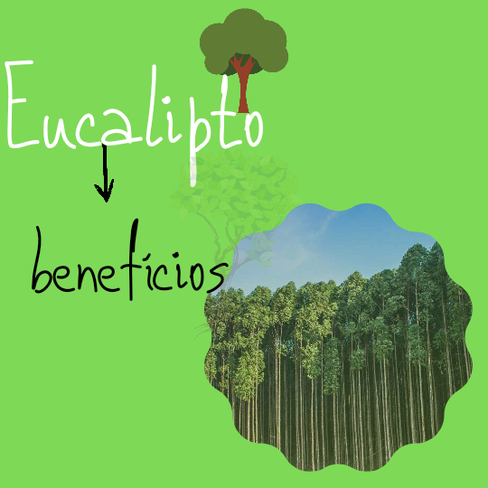 Para que serve o Eucalipto? Conheça 9 benefícios