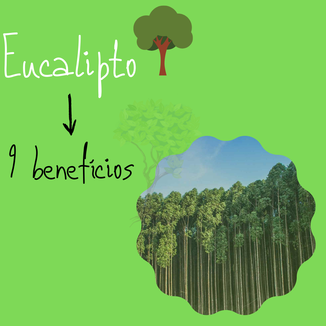 beneficios do eucalipto