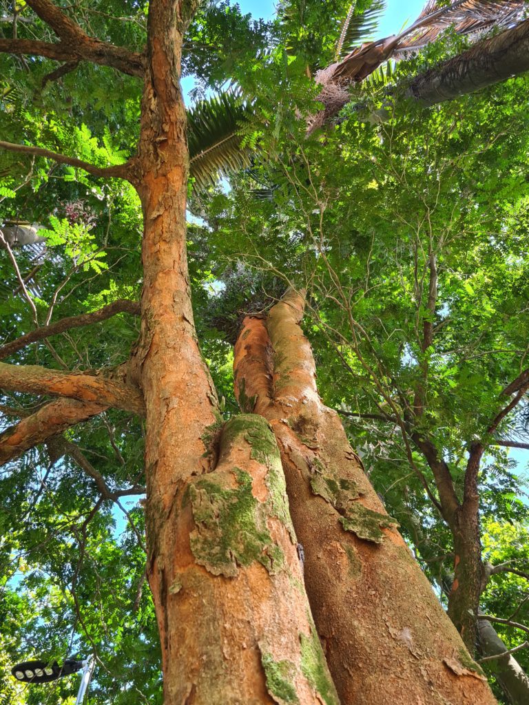 Pau-brasil (Paubrasilia echinata); Foto de: Arthur Brasil.