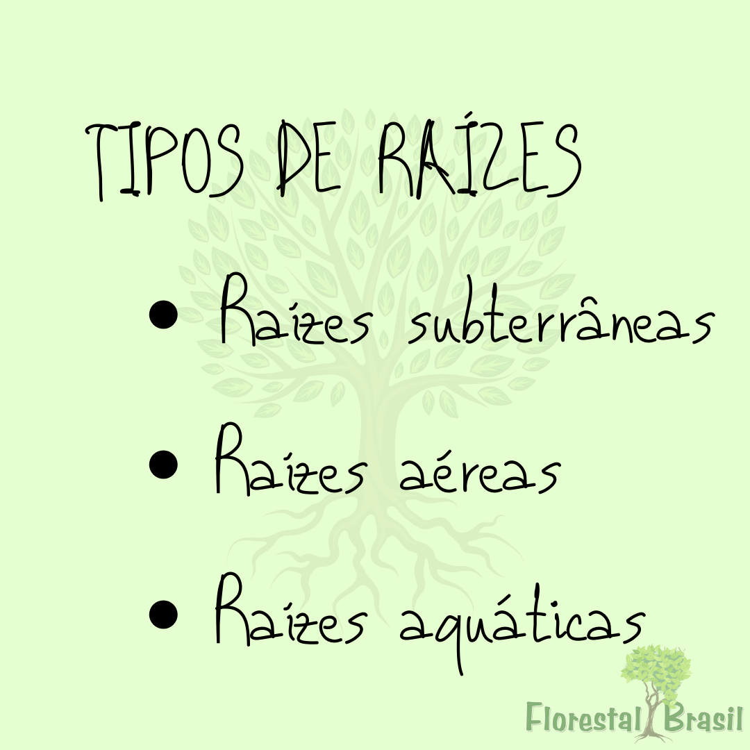 tipos de raizes