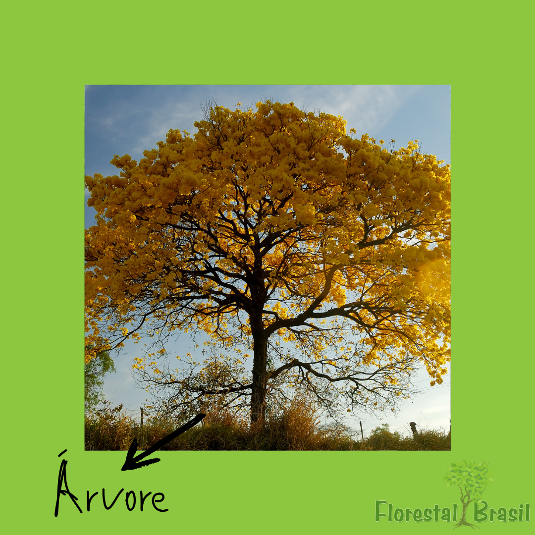 árvore