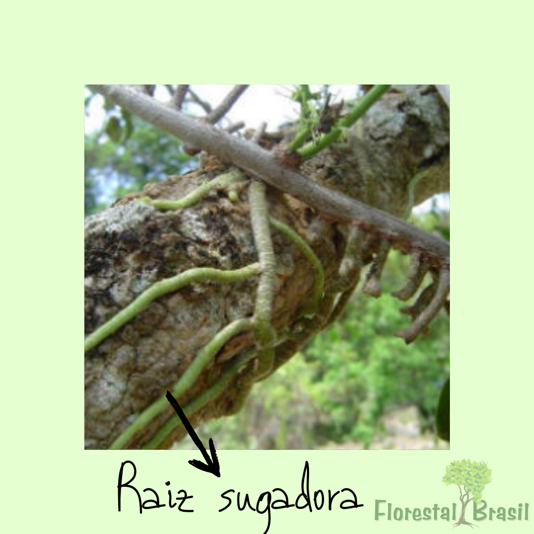 raiz sugadora