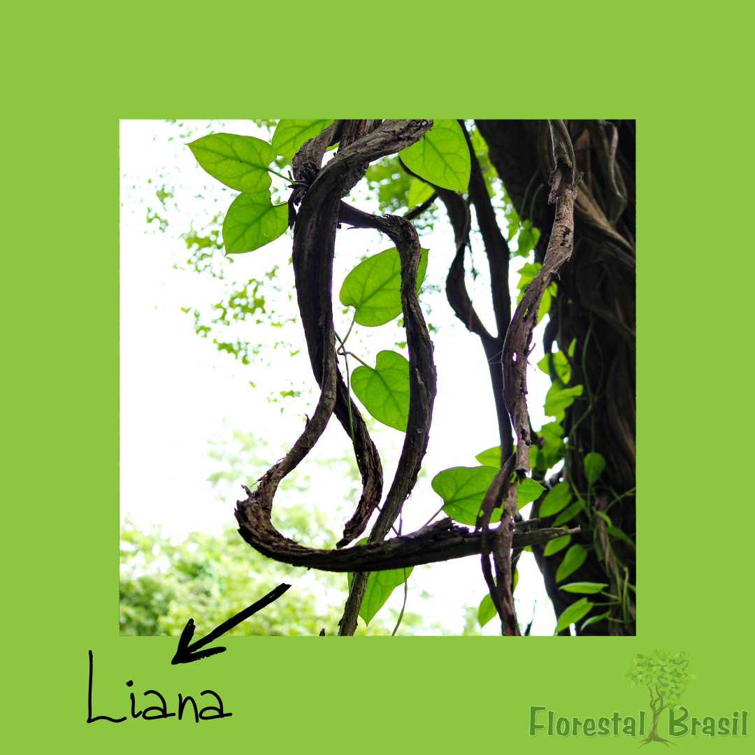 liana