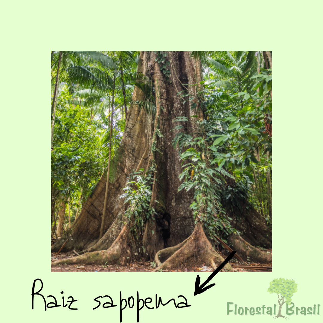 raiz sapopema