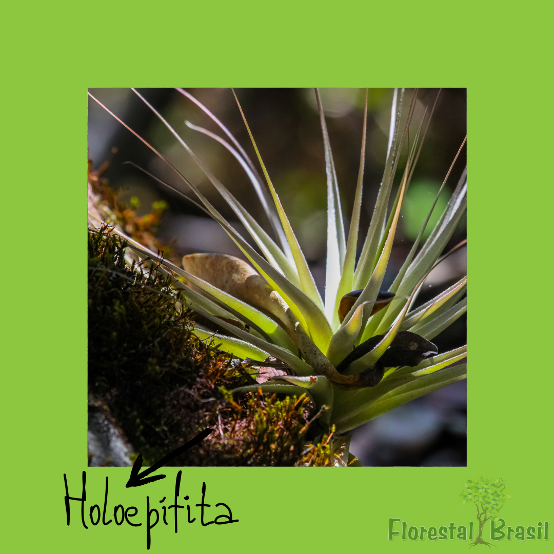 holoepífita