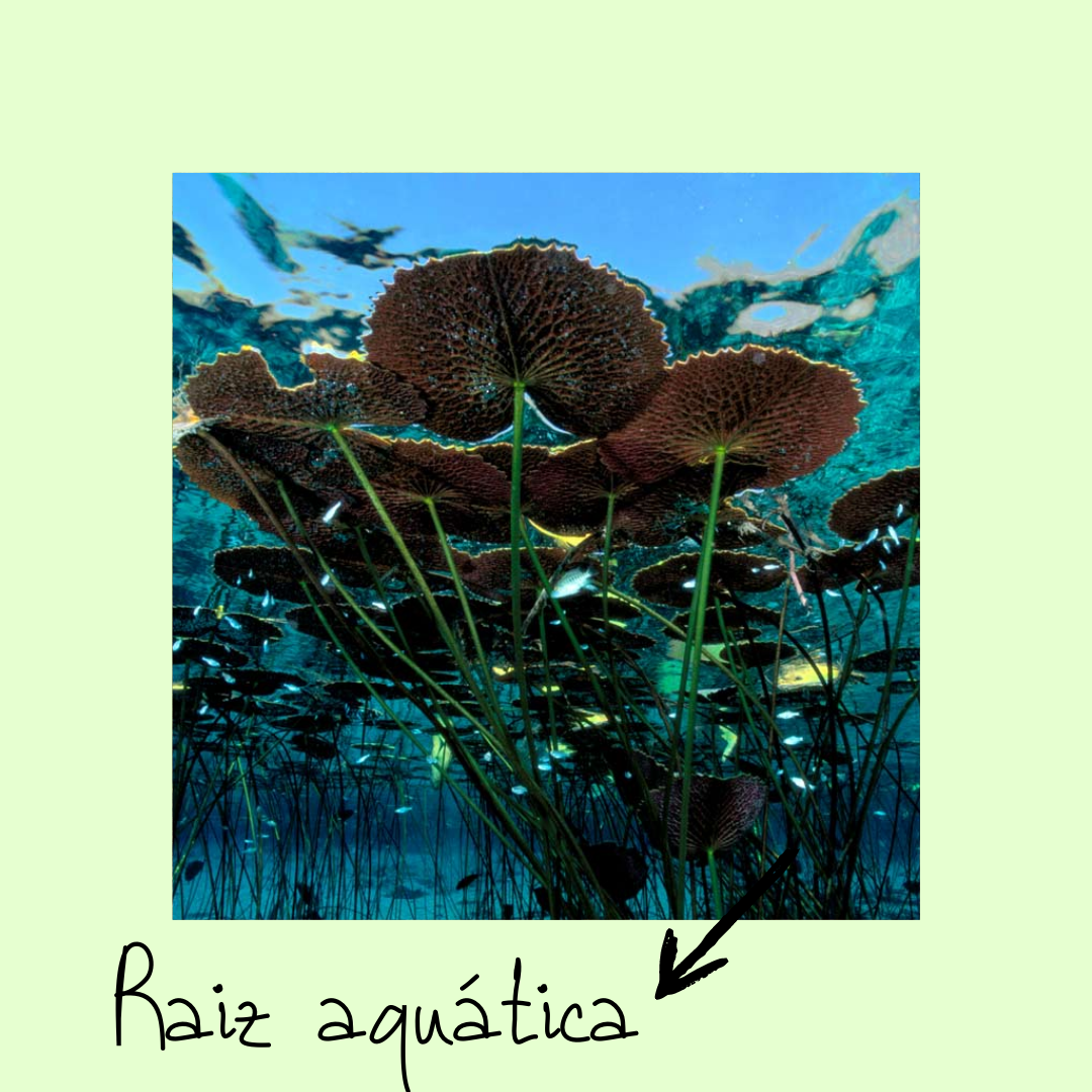 raiz aquatica