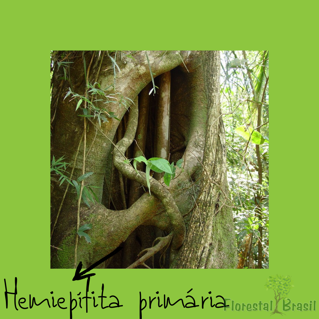 hemiepífita primária