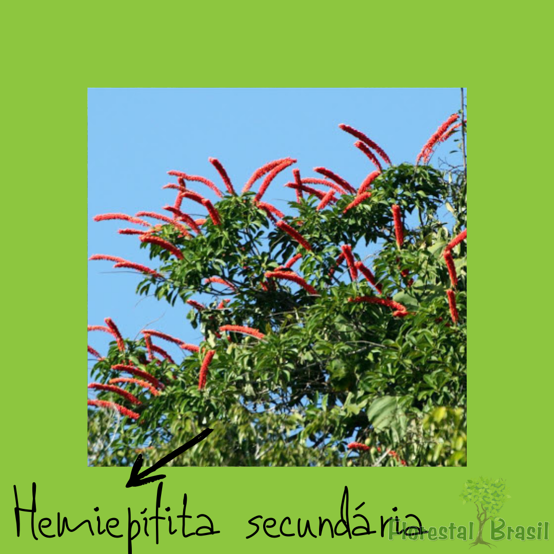 hemiepífita secundária