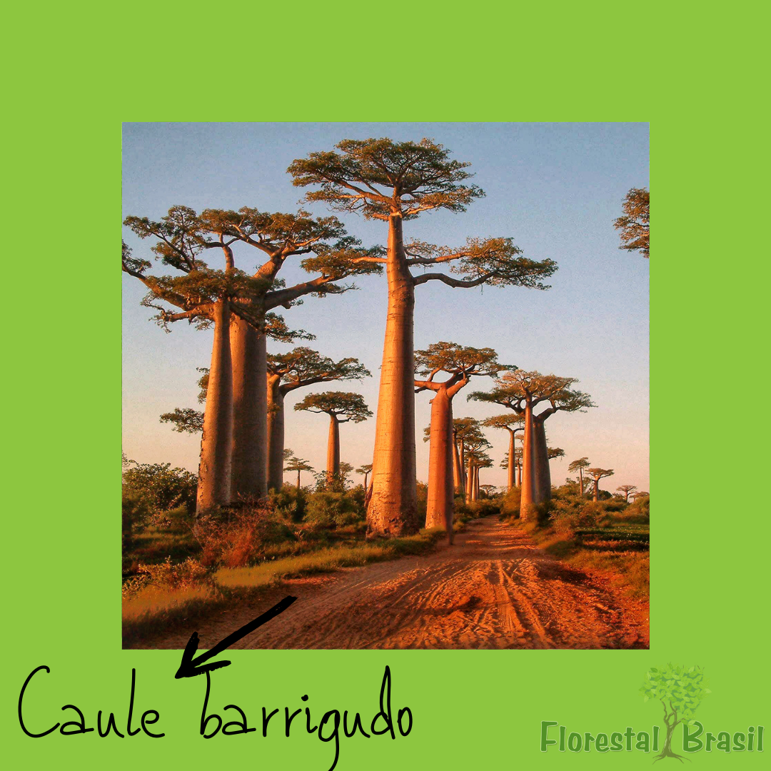 caule barrigudo