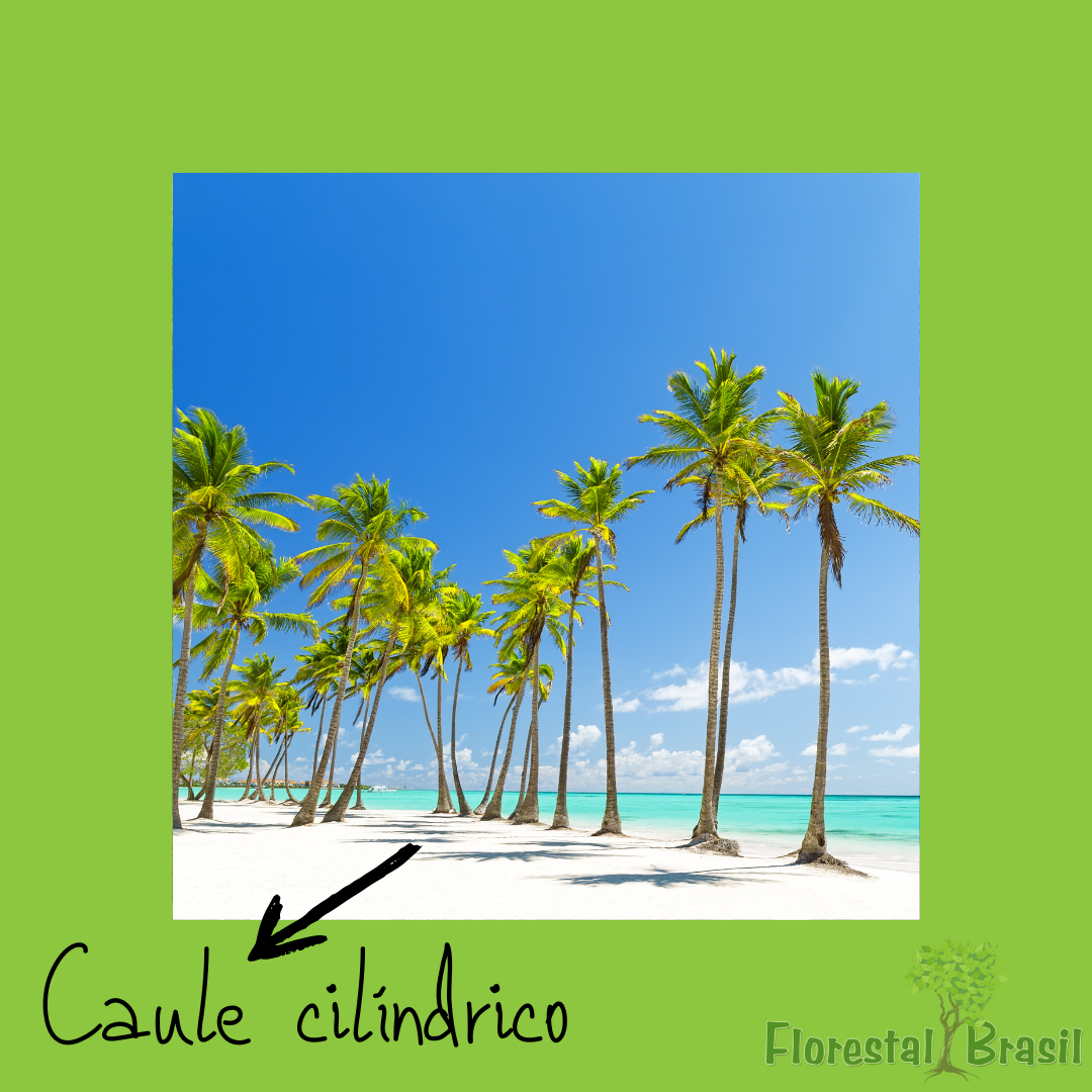 caule cilíndrico