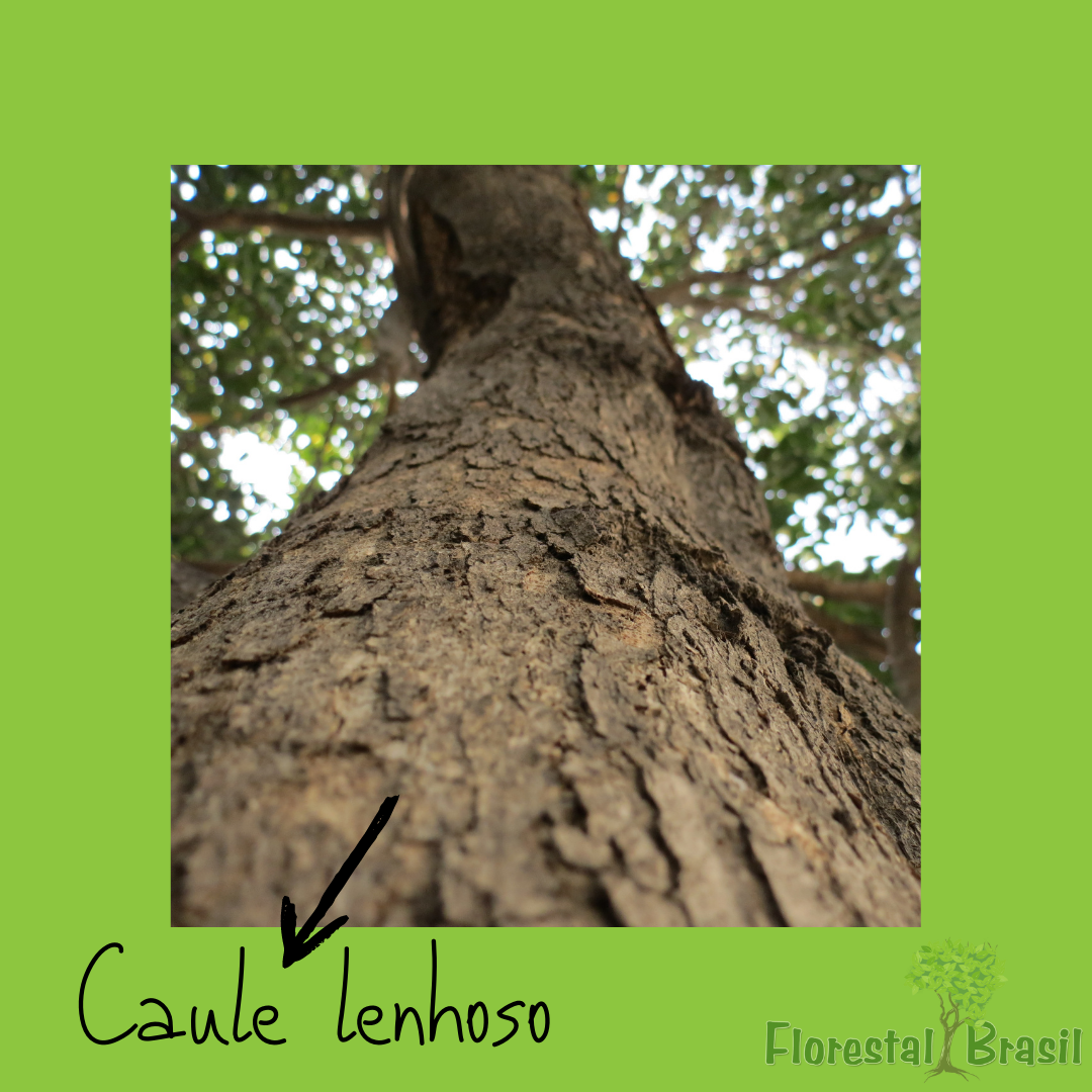 caule lenhoso