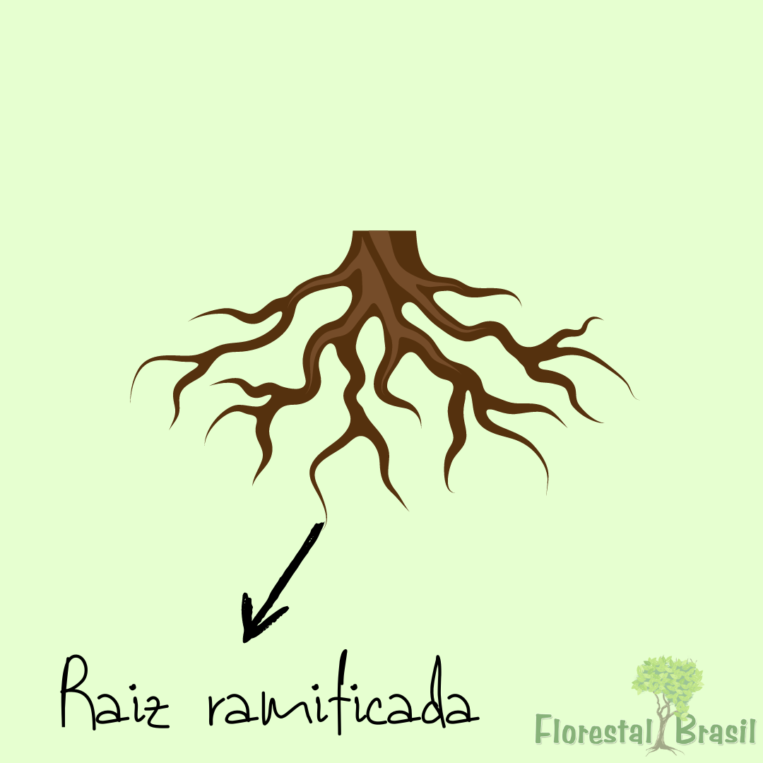 raiz ramificada