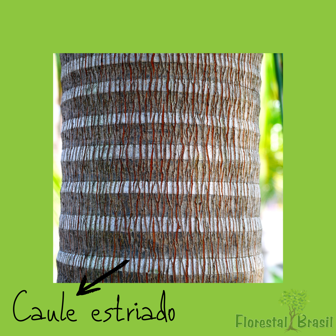 caule estriado