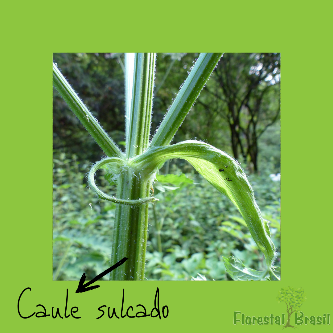 caule sulcado