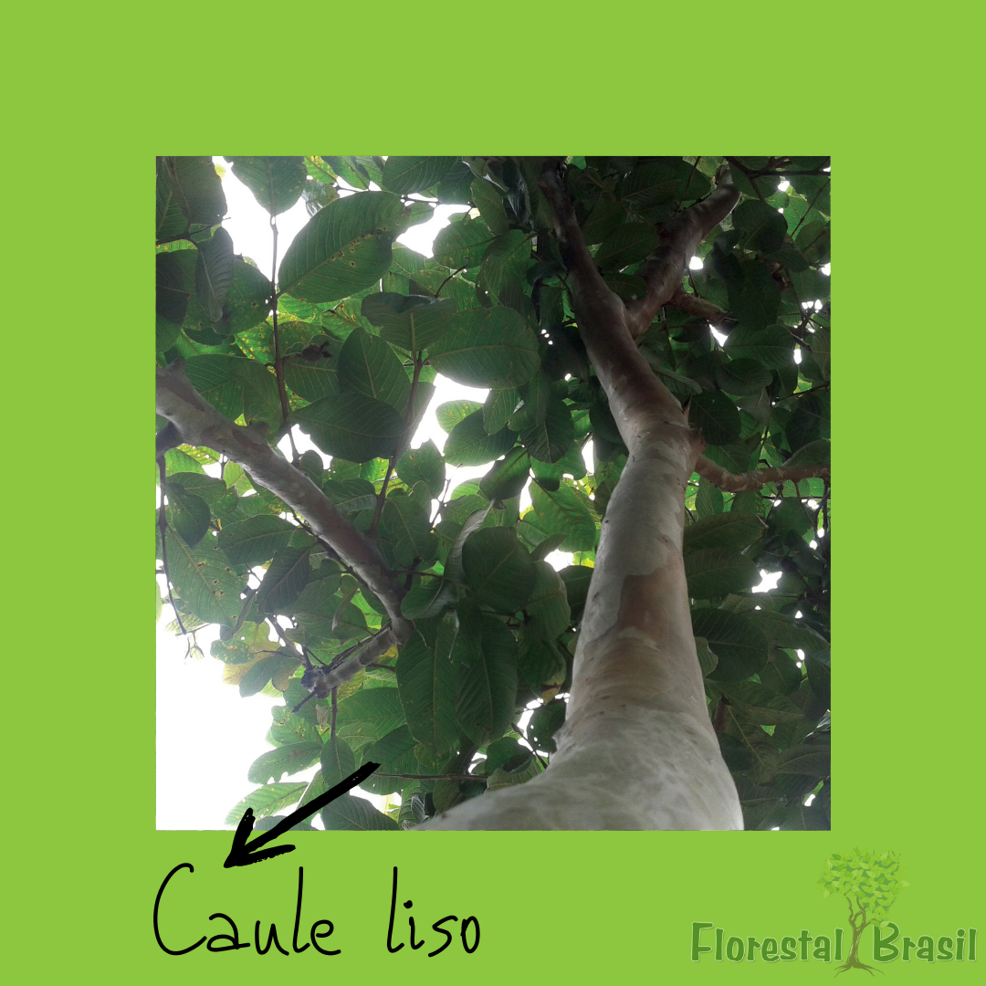 caule liso