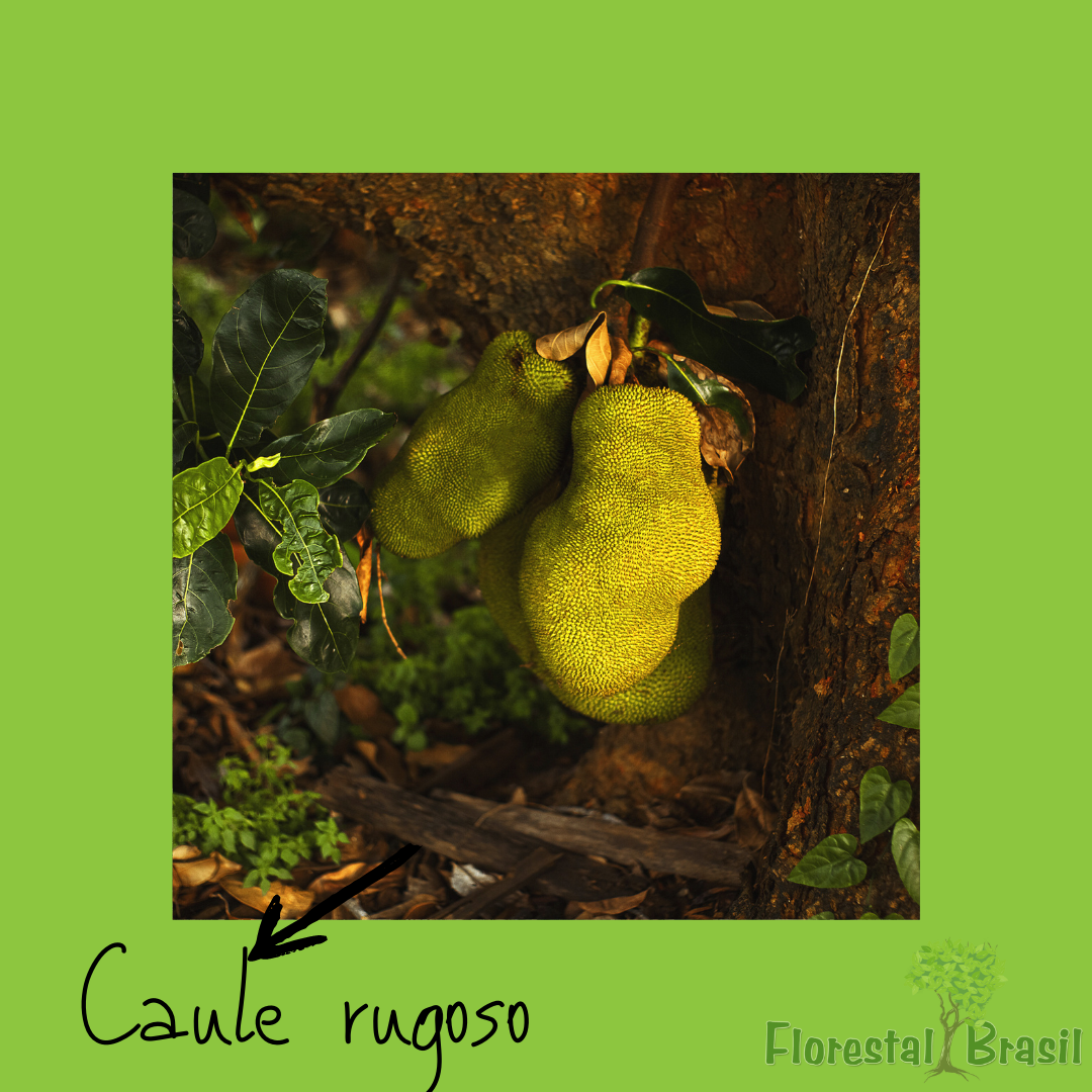 caule rugoso