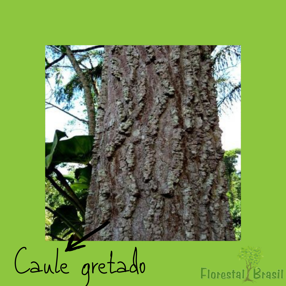 caule gretado