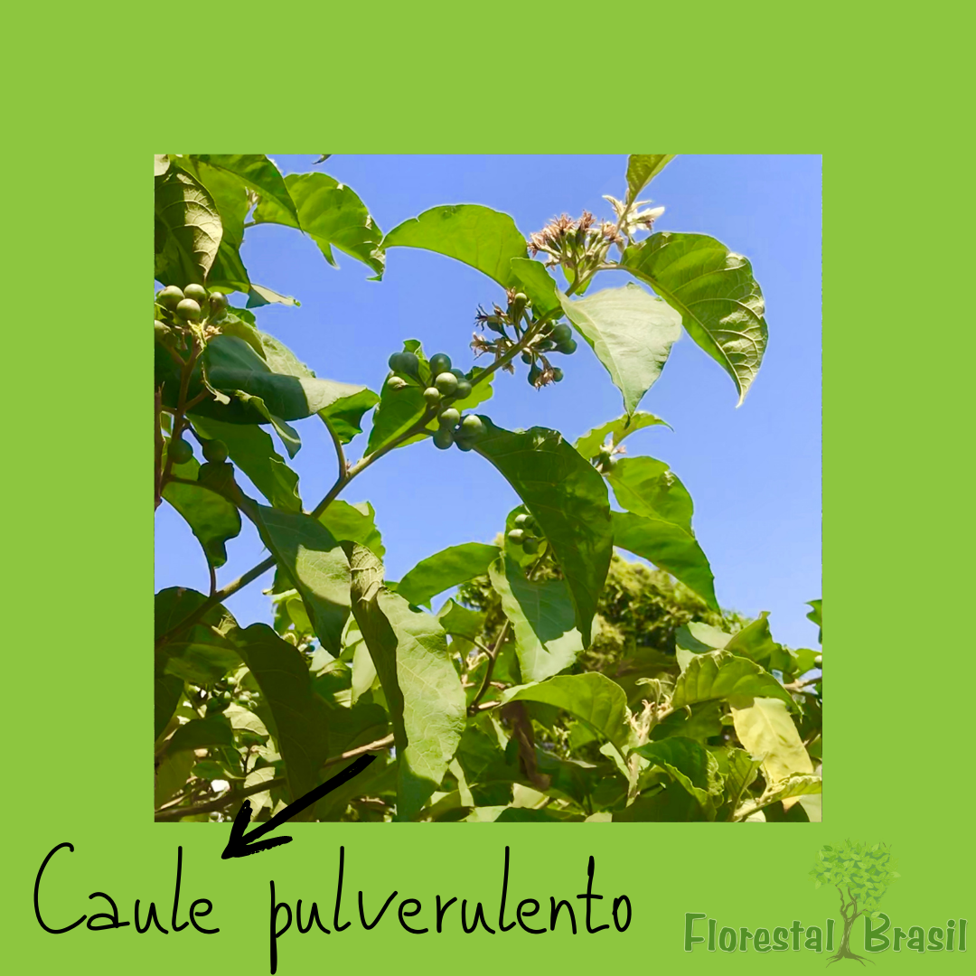 caule pulverulento
