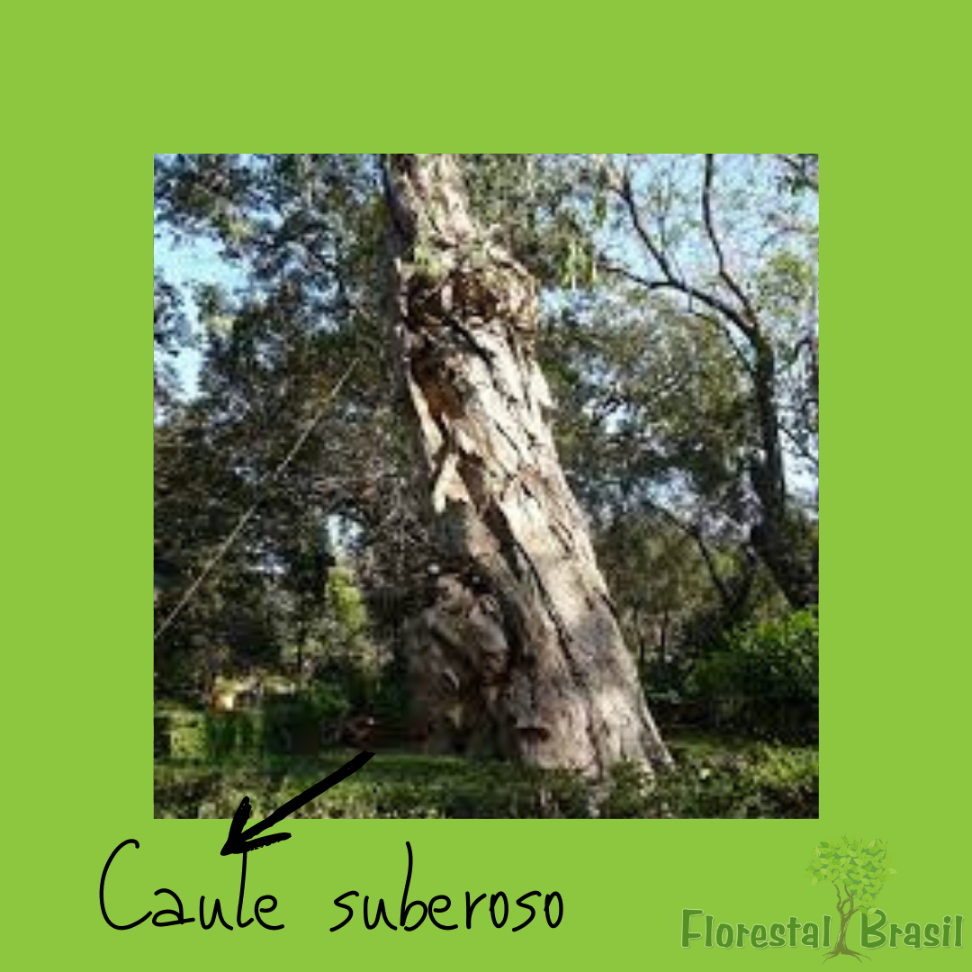caule suberoso