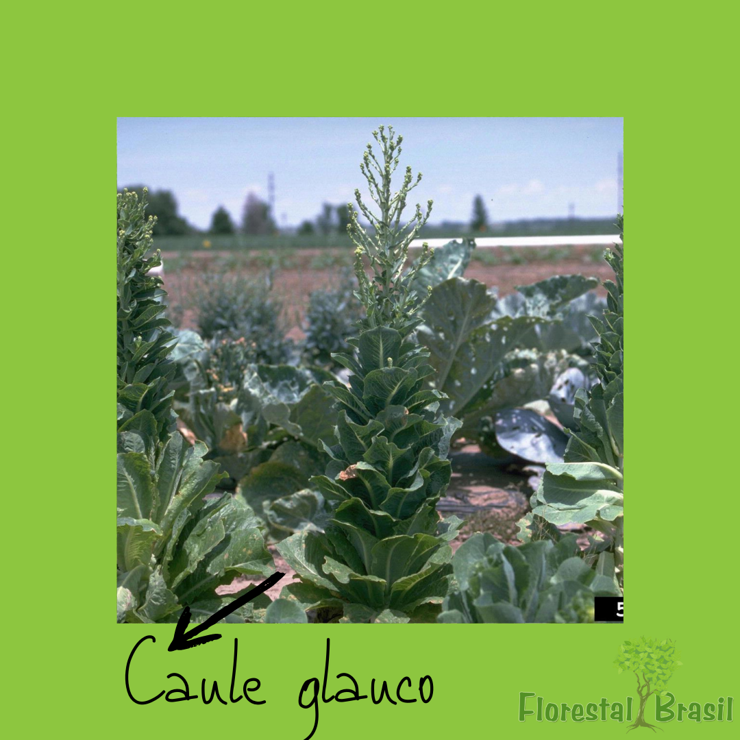 caule glauco