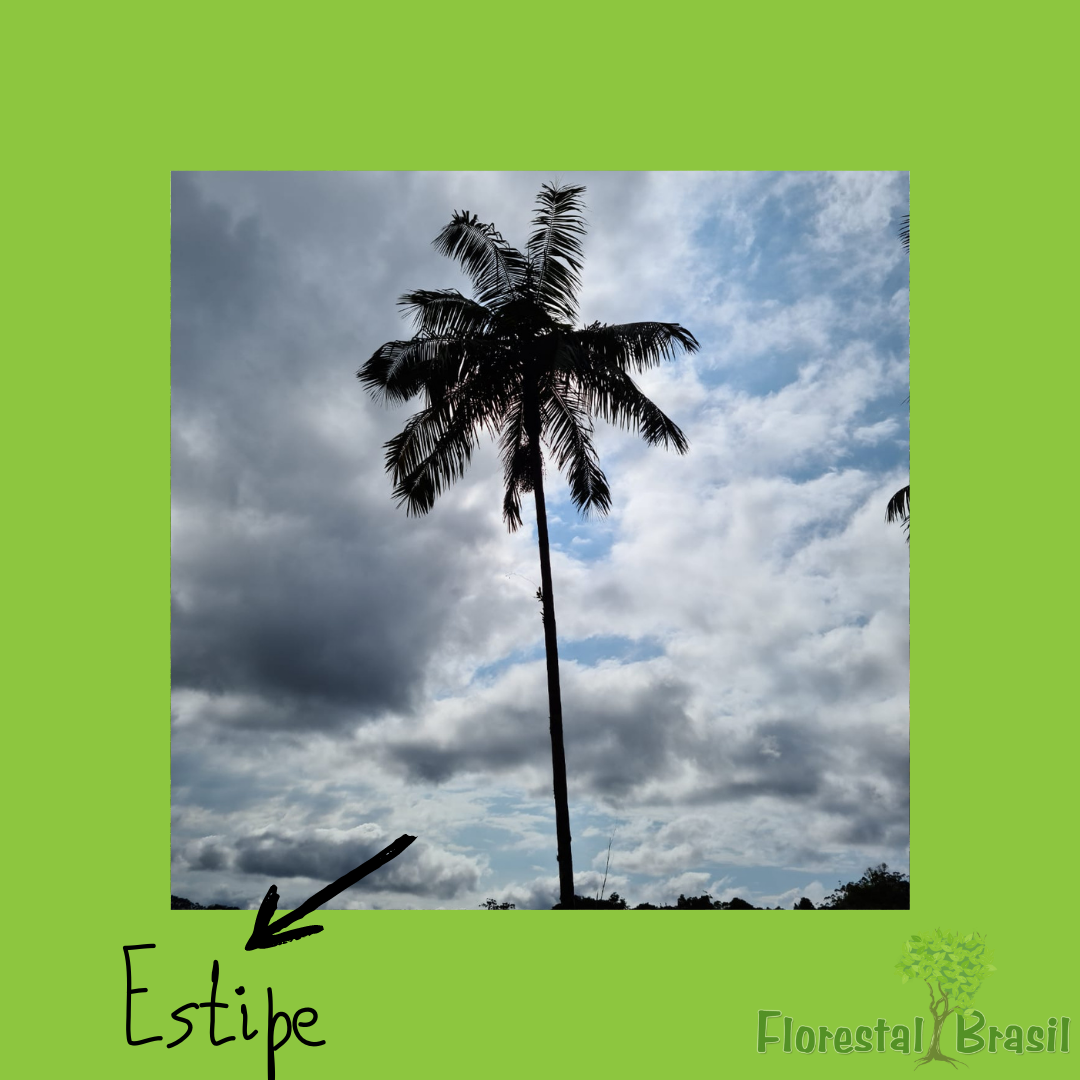 estipe