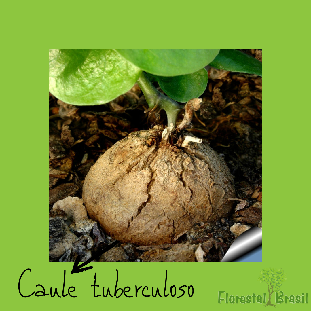 caule tuberculoso
