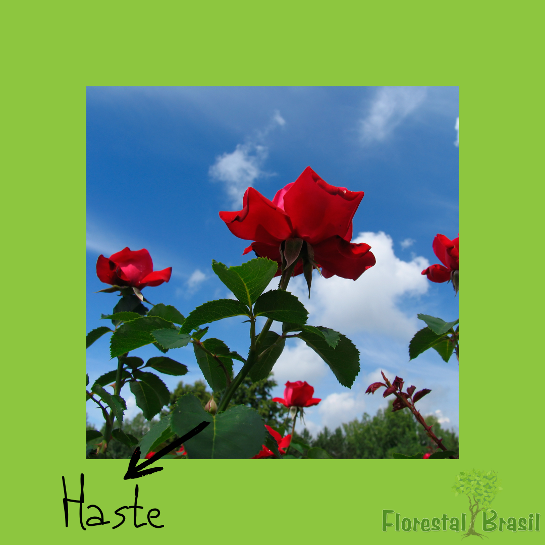 haste