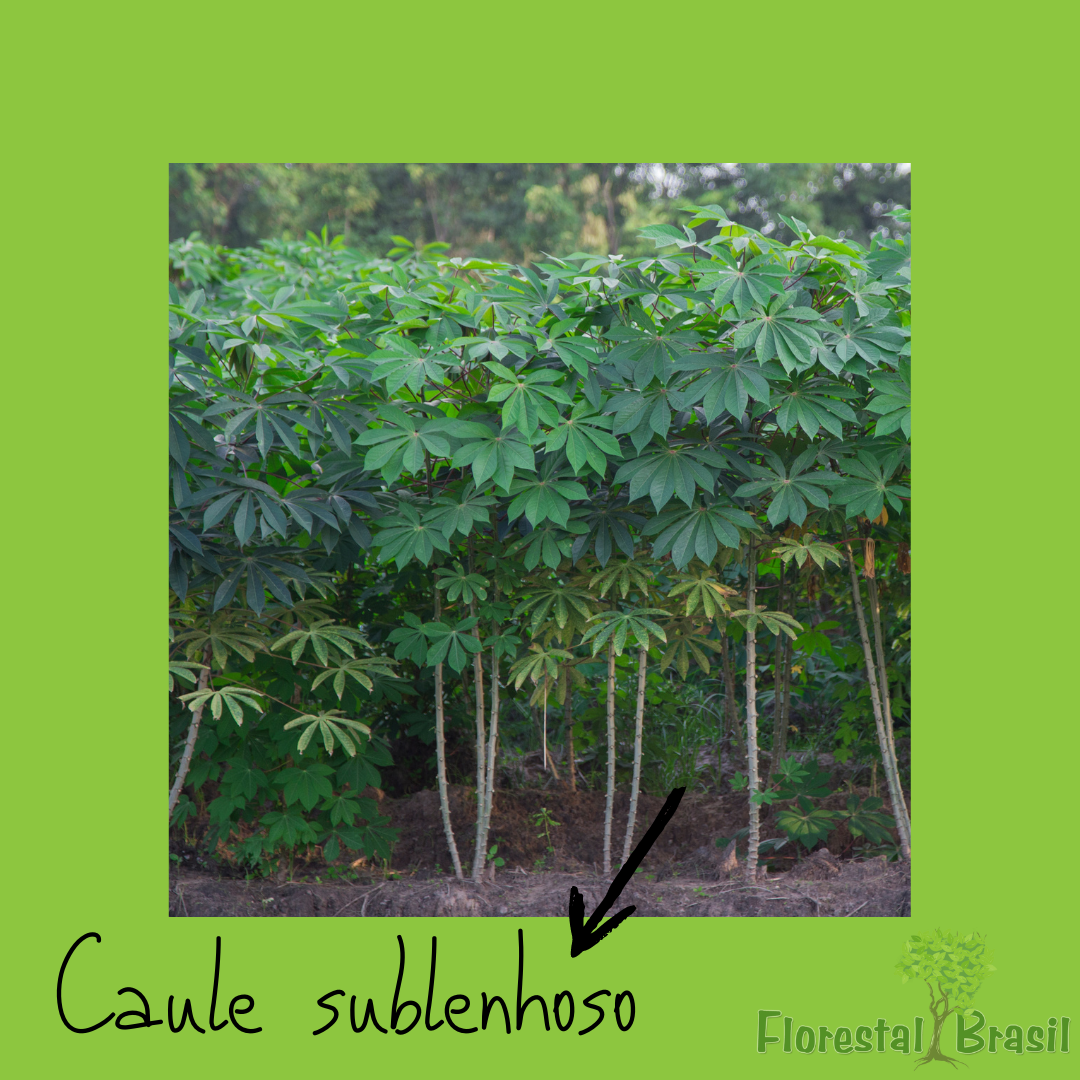 caule sublenhoso