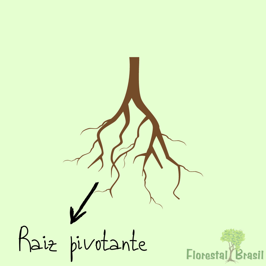 raiz pivotante