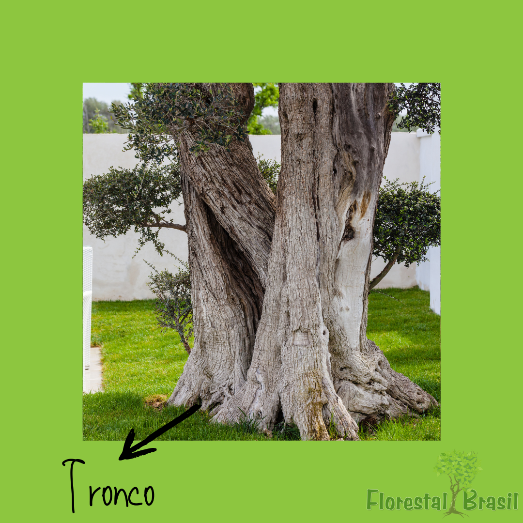 tronco