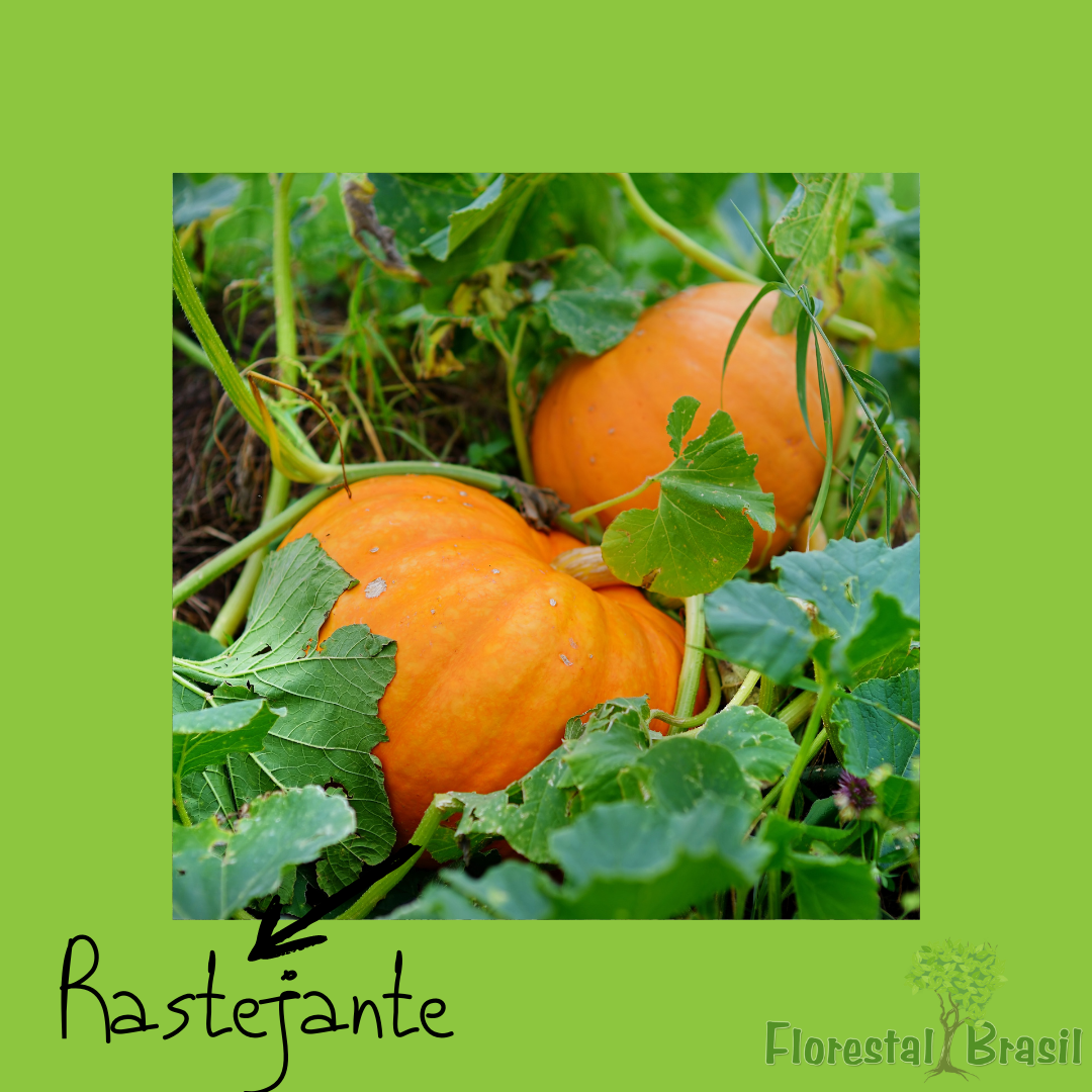 caule aéreo rastejante
