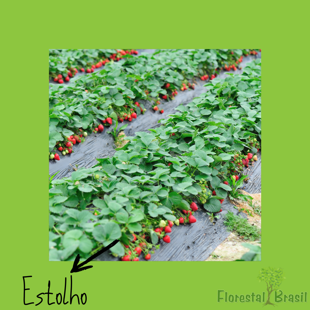 estolho
