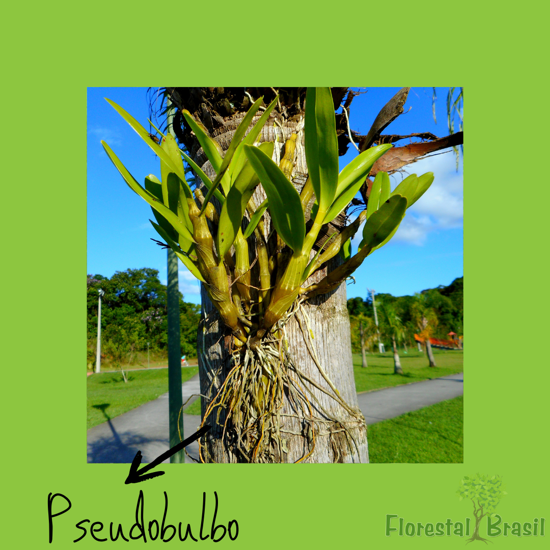 pseudobulbo