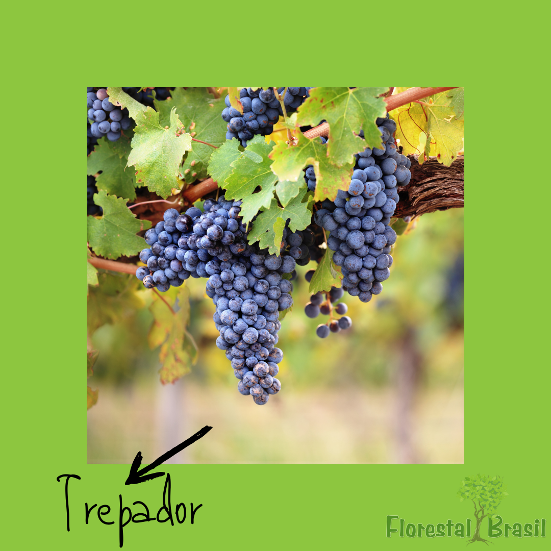 caule aéreo trepador