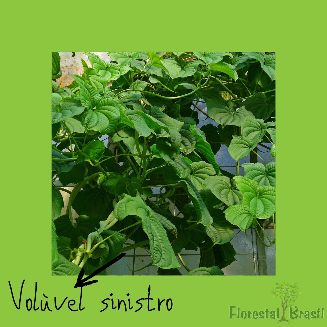 caule aéreo volúvel sinistro
