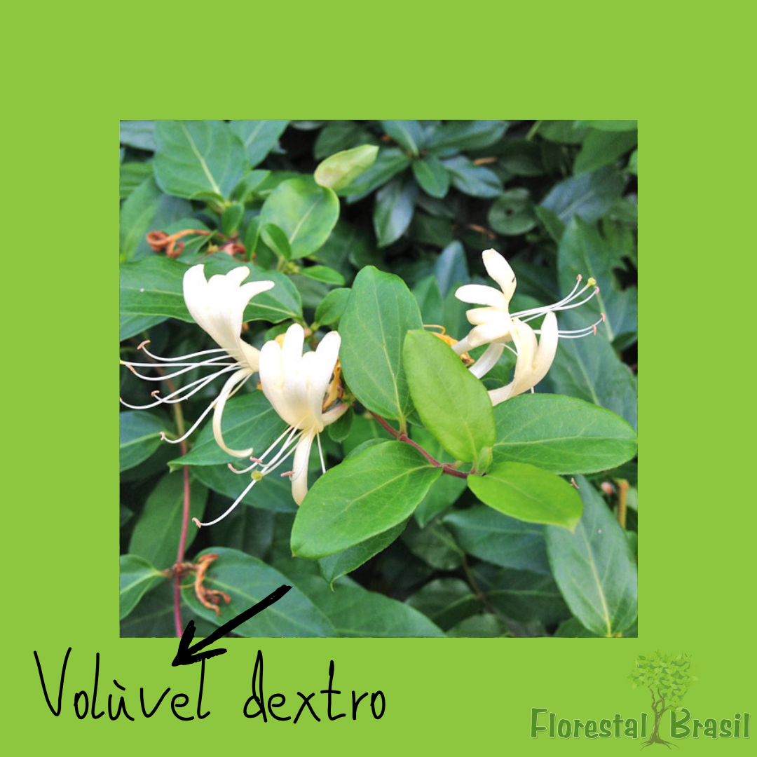 caule aéreo volúvel dextro
