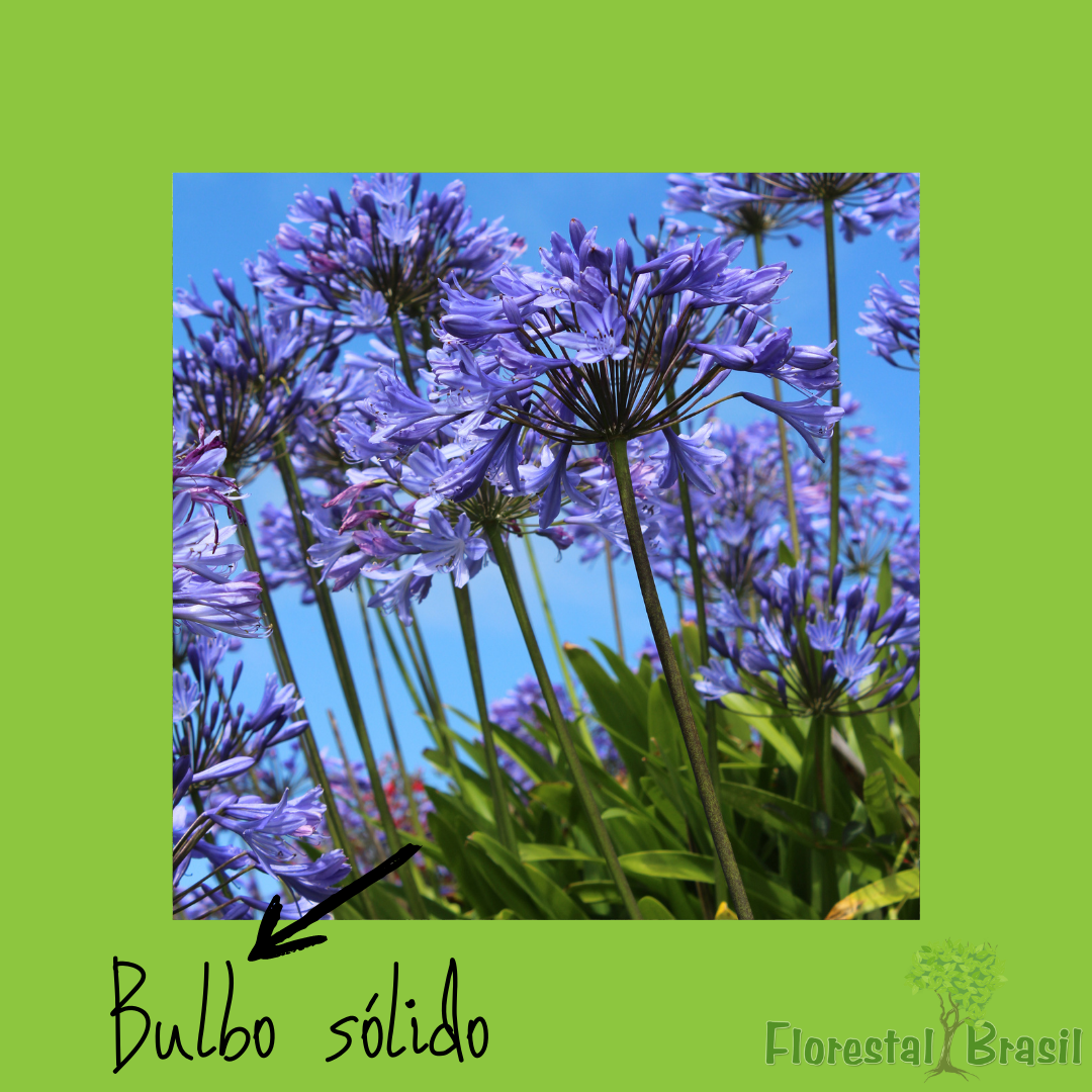 bulbo sólido