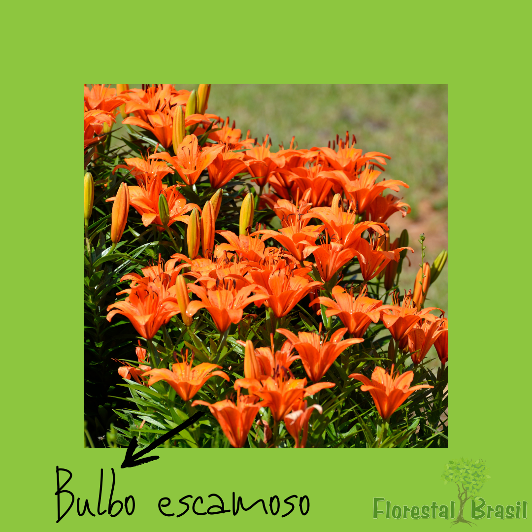 bulbo escamoso