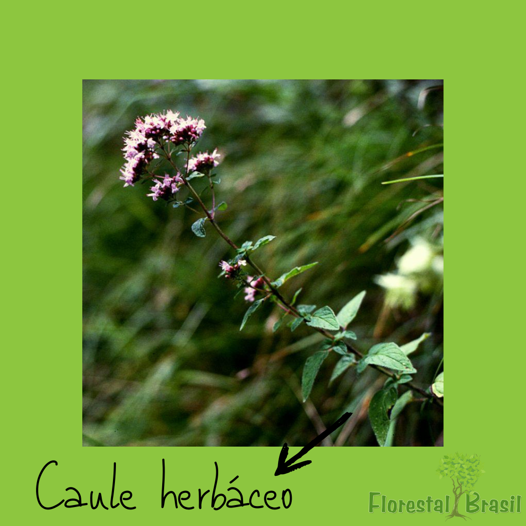 caule herbáceo