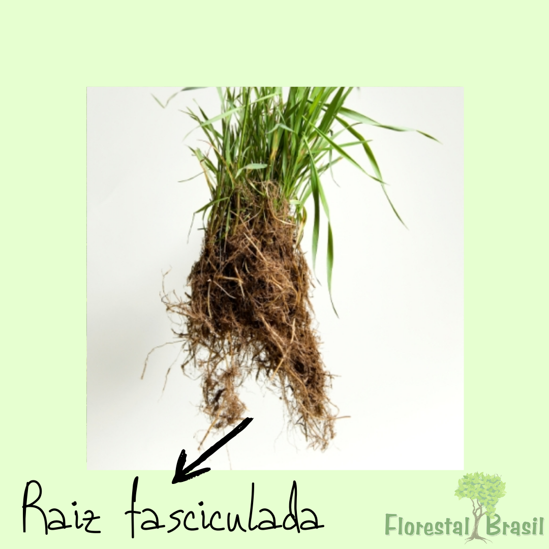 raiz fasciculada