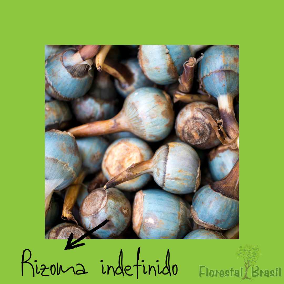 rizoma indefinido