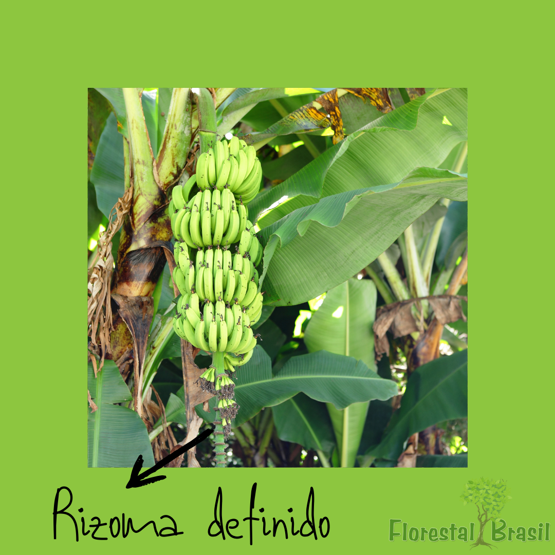 rizoma definido