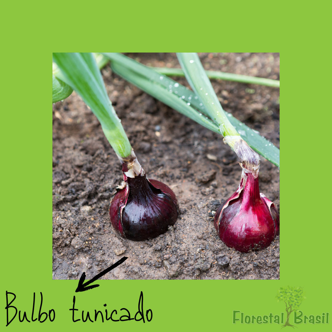bulbo tunicado