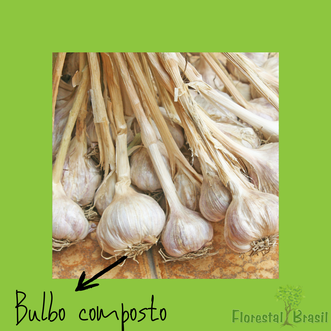 bulbo composto