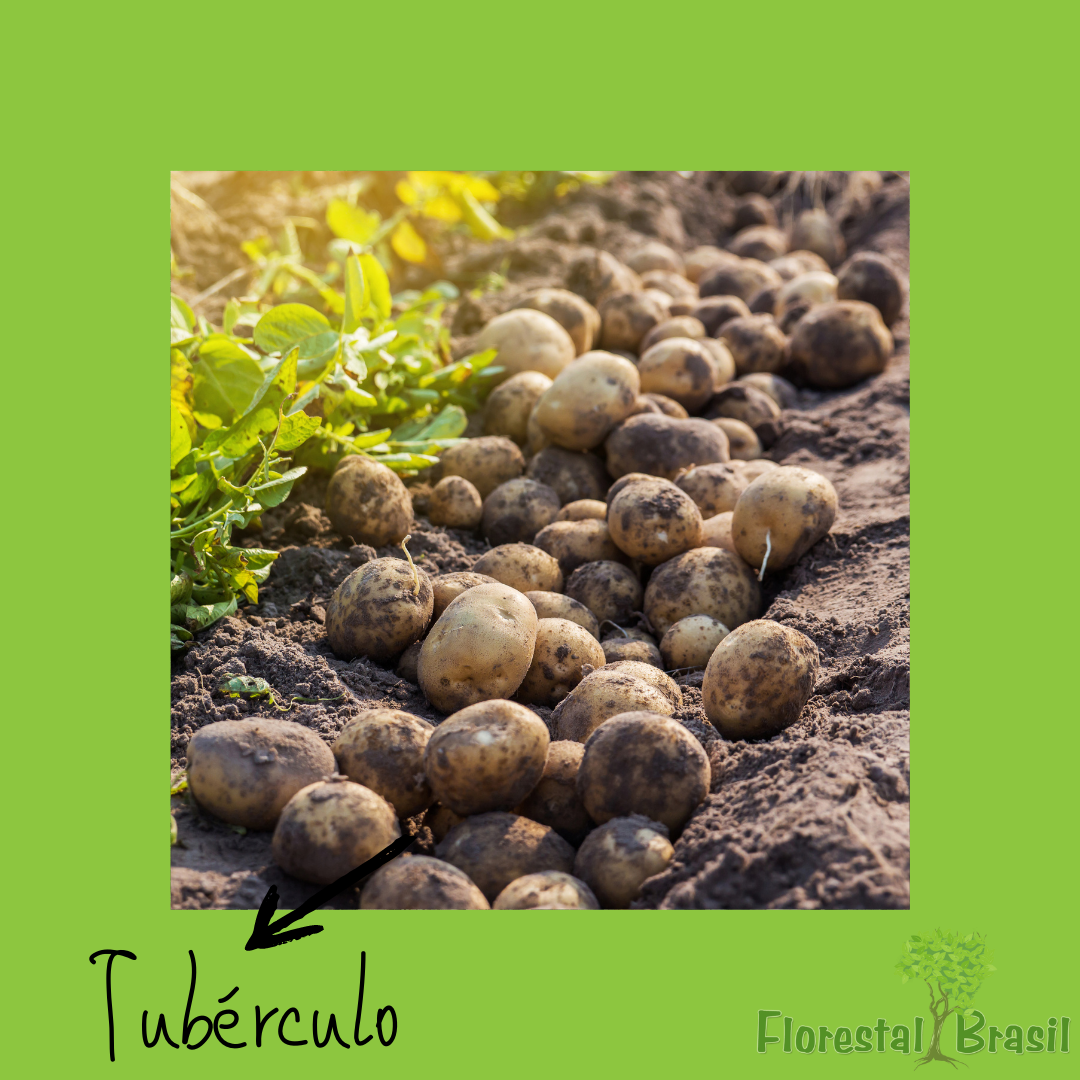 tubérculo