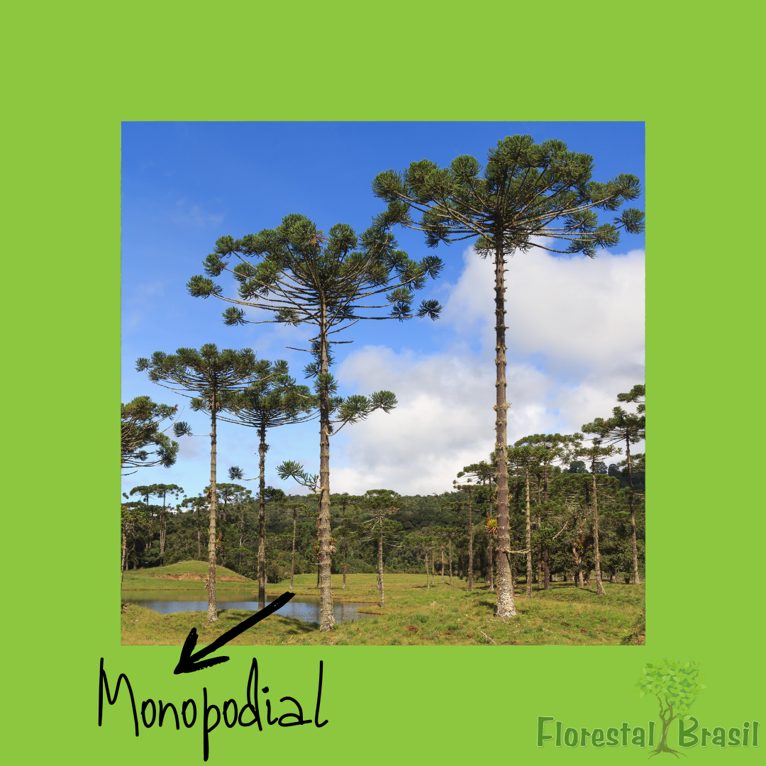 monopodial