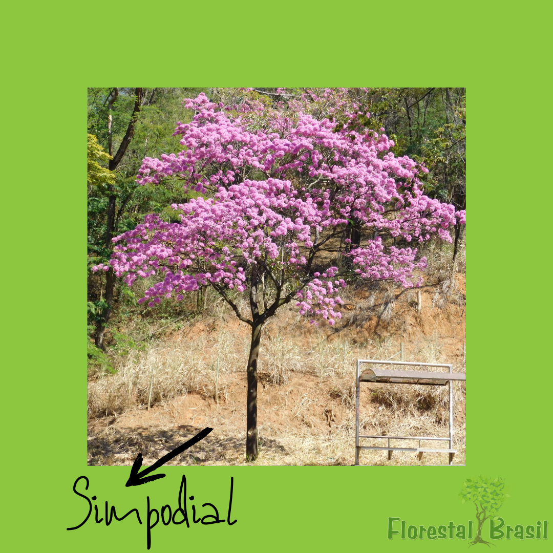 simpodial