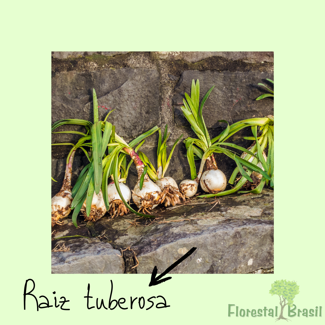 raiz tuberosa
