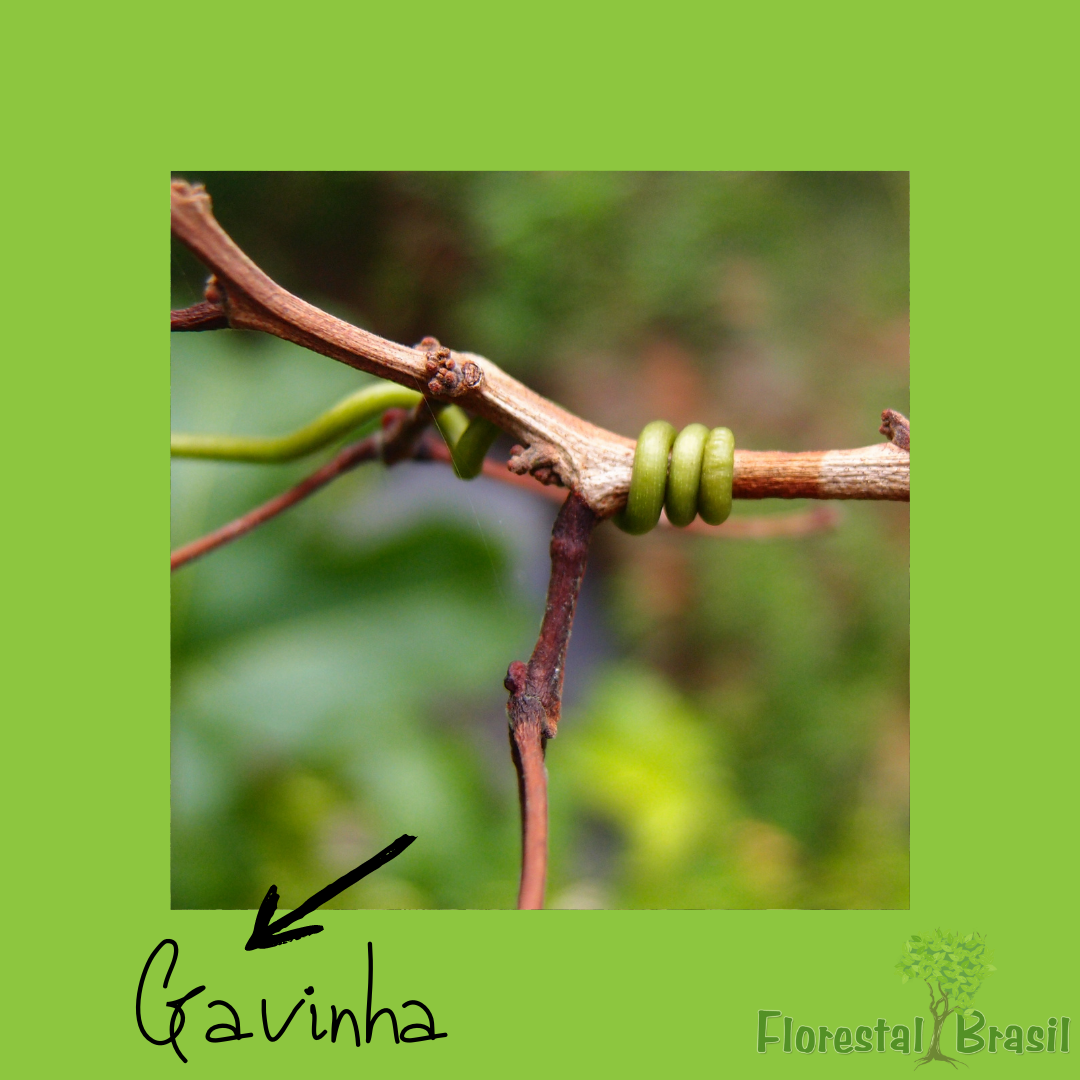 gavinha